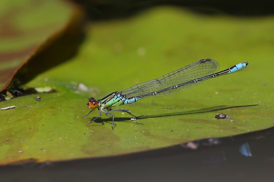 Erythromma_viridulum
